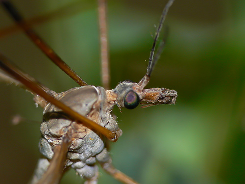 tipula dagli occhi verdi